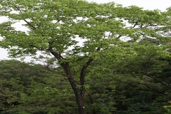 Cassine paniculata